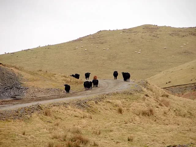 rally car desert - Cattle at Sweet Lamb